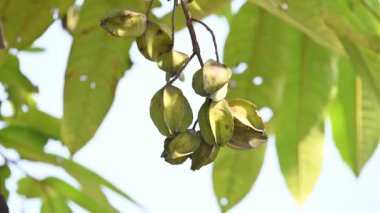 Ağaçtaki Terminalia Arjuna meyveleri. Terminalia cinsinden bir ağaç. İngilizce 'de Arjuna ya da Arjun ağacı olarak bilinir. Geleneksel bir şifalı bitki olarak kullanılır..