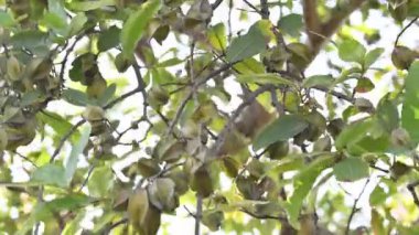 Ağaçtaki Terminalia Arjuna meyveleri. Terminalia cinsinden bir ağaç. İngilizce 'de Arjuna ya da Arjun ağacı olarak bilinir. Geleneksel bir şifalı bitki olarak kullanılır..