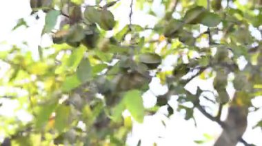 Ağaçtaki Terminalia Arjuna meyveleri. Terminalia cinsinden bir ağaç. İngilizce 'de Arjuna ya da Arjun ağacı olarak bilinir. Geleneksel bir şifalı bitki olarak kullanılır..