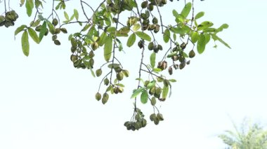 Ağaçtaki Terminalia Arjuna meyveleri. Terminalia cinsinden bir ağaç. İngilizce 'de Arjuna ya da Arjun ağacı olarak bilinir. Geleneksel bir şifalı bitki olarak kullanılır..