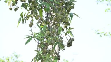 Ağaçtaki Terminalia Arjuna meyveleri. Terminalia cinsinden bir ağaç. İngilizce 'de Arjuna ya da Arjun ağacı olarak bilinir. Geleneksel bir şifalı bitki olarak kullanılır..