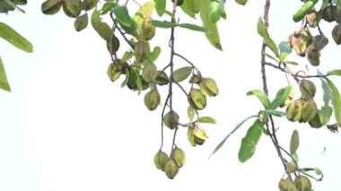 Ağaçtaki Terminalia Arjuna meyveleri. Terminalia cinsinden bir ağaç. İngilizce 'de Arjuna ya da Arjun ağacı olarak bilinir. Geleneksel bir şifalı bitki olarak kullanılır..