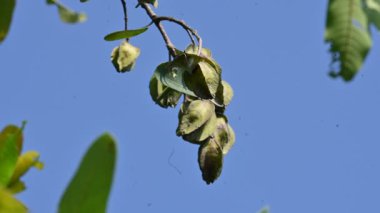 Ağaçtaki Terminalia Arjuna meyveleri. Terminalia cinsinden bir ağaç. İngilizce 'de Arjuna ya da Arjun ağacı olarak bilinir. Geleneksel bir şifalı bitki olarak kullanılır..