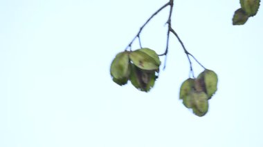 Ağaçtaki Terminalia Arjuna meyveleri. Terminalia cinsinden bir ağaç. İngilizce 'de Arjuna ya da Arjun ağacı olarak bilinir. Geleneksel bir şifalı bitki olarak kullanılır..