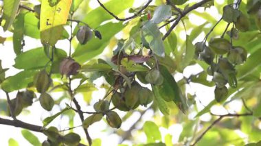 Ağaçtaki Terminalia Arjuna meyveleri. Terminalia cinsinden bir ağaç. İngilizce 'de Arjuna ya da Arjun ağacı olarak bilinir. Geleneksel bir şifalı bitki olarak kullanılır..