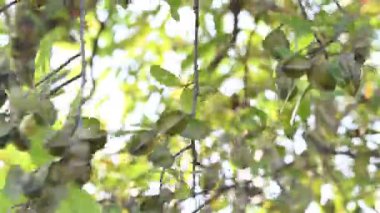 Ağaçtaki Terminalia Arjuna meyveleri. Terminalia cinsinden bir ağaç. İngilizce 'de Arjuna ya da Arjun ağacı olarak bilinir. Geleneksel bir şifalı bitki olarak kullanılır..