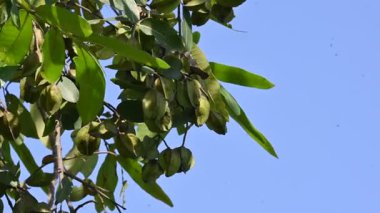 Ağaçtaki Terminalia Arjuna meyveleri. Terminalia cinsinden bir ağaç. İngilizce 'de Arjuna ya da Arjun ağacı olarak bilinir. Geleneksel bir şifalı bitki olarak kullanılır..
