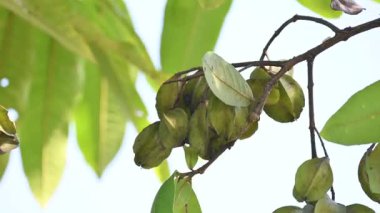 Ağaçtaki Terminalia Arjuna meyveleri. Terminalia cinsinden bir ağaç. İngilizce 'de Arjuna ya da Arjun ağacı olarak bilinir. Geleneksel bir şifalı bitki olarak kullanılır..