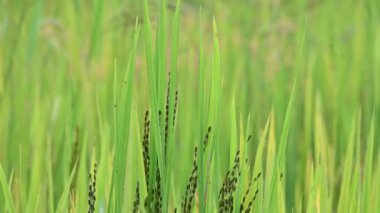 Sahada pirinç panikliyor. Yaygın adı mor pirinç ve yasak pirinçtir. Oryza sativa, bir tür pirinçtir. Siyah çeltik pirinç başı ya da yemyeşil bir tarlada olgunlaşan panik..