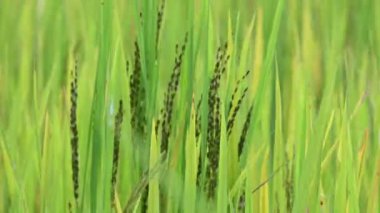 Sahada pirinç panikliyor. Yaygın adı mor pirinç ve yasak pirinçtir. Oryza sativa, bir tür pirinçtir. Siyah çeltik pirinç başı ya da yemyeşil bir tarlada olgunlaşan panik..