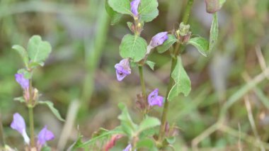 Çiçekli Clinopodium acinos bitkileri. Yaygın adı Acinos arvensis, fesleğen kekik ve pring spory. Bu, Lamiaceae familyasından çiçek açan bir bitki türü..