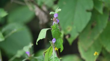 Çiçekli Clinopodium acinos bitkileri. Yaygın adı Acinos arvensis, fesleğen kekik ve pring spory. Bu, Lamiaceae familyasından çiçek açan bir bitki türü..