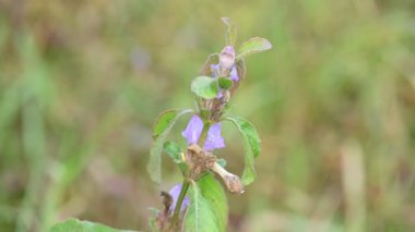 Çiçekli Clinopodium acinos bitkileri. Yaygın adı Acinos arvensis, fesleğen kekik ve pring spory. Bu, Lamiaceae familyasından çiçek açan bir bitki türü..