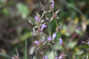 Çiçekli Clinopodium acinos bitkileri. Yaygın adı Acinos arvensis, fesleğen kekik ve bahar tuzu. Bu, Lamiaceae familyasından çiçek açan bir bitki türü..