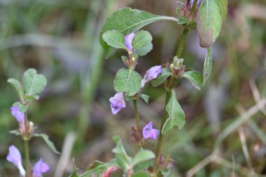 Çiçekli Clinopodium acinos bitkileri. Yaygın adı Acinos arvensis, fesleğen kekik ve bahar tuzu. Bu, Lamiaceae familyasından çiçek açan bir bitki türü..