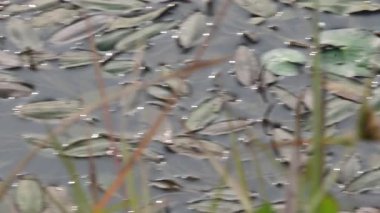 Potamogeton gramineus bitkileri. Su bitkisinin türü. Yaygın adı çeşitli terk edilmiş gölet otu, değişken yaprak göleti otu, çimen yapraklı gölet otu ve otlu gölet otudur. Temiz suda yetişir..