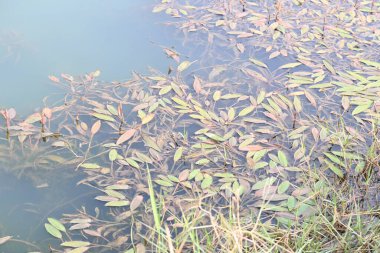 Potamogeton gramineus bitkileri. Su bitkisinin türü. Yaygın adı çeşitli terk edilmiş gölet otu, değişken yaprak göleti otu, çimen yapraklı gölet otu ve otlu gölet otudur. Temiz suda yetişir..