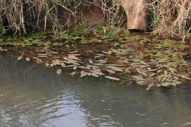 Potamogeton gramineus plants. Its species ofaquatic plant. Its common name isvarious leaved pondweed, variable leaf pondweed, grass-leaved pondweed andgrassy pondweed. lt grows in clean water.