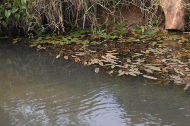 Potamogeton gramineus bitkileri. Su bitkisinin türü. Yaygın adı çeşitli terk edilmiş gölet otları, değişken yaprak gölet otu, çimen yapraklı gölet otu ve otlu gölet otudur. Temiz suda yetişir..