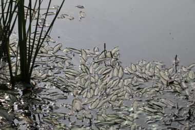 Potamogeton gramineus bitkileri. Su bitkisinin türü. Yaygın adı çeşitli terk edilmiş gölet otu, değişken yaprak göleti otu, çimen yapraklı gölet otu ve otlu gölet otudur. Temiz suda yetişir..