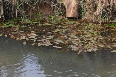 Potamogeton gramineus bitkileri. Su bitkisinin türü. Yaygın adı çeşitli terk edilmiş gölet otu, değişken yaprak göleti otu, çimen yapraklı gölet otu ve otlu gölet otudur. Temiz suda yetişir..