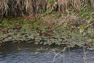 Potamogeton gramineus bitkileri. Su bitkisinin türü. Yaygın adı çeşitli terk edilmiş gölet otu, değişken yaprak göleti otu, çimen yapraklı gölet otu ve otlu gölet otudur. Temiz suda yetişir..
