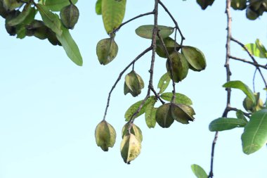 Ağaçtaki Terminalia Arjuna meyveleri. Terminalia cinsinden bir ağaç. İngilizce 'de Arjuna ya da Arjun ağacı olarak bilinir. Geleneksel bir tıbbi bitki olarak kullanılır..