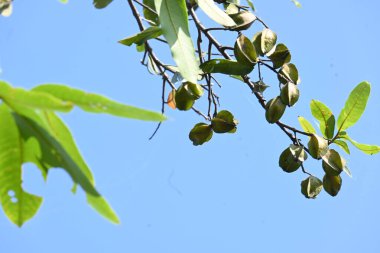 Ağaçtaki Terminalia Arjuna meyveleri. Terminalia cinsinden bir ağaç. İngilizce 'de Arjuna ya da Arjun ağacı olarak bilinir. Geleneksel bir tıbbi bitki olarak kullanılır..