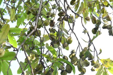 Ağaçtaki Terminalia Arjuna meyveleri. Terminalia cinsinden bir ağaç. İngilizce 'de Arjuna ya da Arjun ağacı olarak bilinir. Geleneksel bir tıbbi bitki olarak kullanılır..