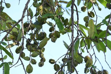 Ağaçtaki Terminalia Arjuna meyveleri. Terminalia cinsinden bir ağaç. İngilizce 'de Arjuna ya da Arjun ağacı olarak bilinir. Geleneksel bir tıbbi bitki olarak kullanılır..