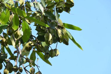 Ağaçtaki Terminalia Arjuna meyveleri. Terminalia cinsinden bir ağaç. İngilizce 'de Arjuna ya da Arjun ağacı olarak bilinir. Geleneksel bir tıbbi bitki olarak kullanılır..