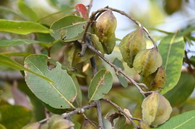 Ağaçtaki Terminalia Arjuna meyveleri. Terminalia cinsinden bir ağaç. İngilizce 'de Arjuna ya da Arjun ağacı olarak bilinir. Geleneksel bir tıbbi bitki olarak kullanılır..