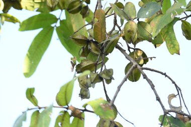 Ağaçtaki Terminalia Arjuna meyveleri. Terminalia cinsinden bir ağaç. İngilizce 'de Arjuna ya da Arjun ağacı olarak bilinir. Geleneksel bir tıbbi bitki olarak kullanılır..