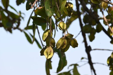 Ağaçtaki Terminalia Arjuna meyveleri. Terminalia cinsinden bir ağaç. İngilizce 'de Arjuna ya da Arjun ağacı olarak bilinir. Geleneksel bir tıbbi bitki olarak kullanılır..
