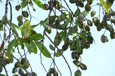 Ağaçtaki Terminalia Arjuna meyveleri. Terminalia cinsinden bir ağaç. İngilizce 'de Arjuna ya da Arjun ağacı olarak bilinir. Geleneksel bir tıbbi bitki olarak kullanılır..