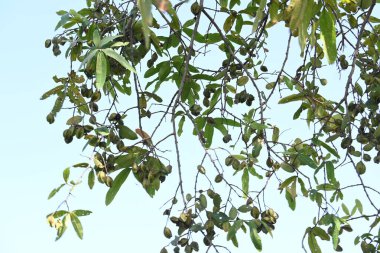 Ağaçtaki Terminalia Arjuna meyveleri. Terminalia cinsinden bir ağaç. İngilizce 'de Arjuna ya da Arjun ağacı olarak bilinir. Geleneksel bir tıbbi bitki olarak kullanılır..