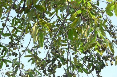 Ağaçtaki Terminalia Arjuna meyveleri. Terminalia cinsinden bir ağaç. İngilizce 'de Arjuna ya da Arjun ağacı olarak bilinir. Geleneksel bir tıbbi bitki olarak kullanılır..