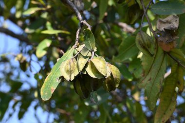 Ağaçtaki Terminalia Arjuna meyveleri. Terminalia cinsinden bir ağaç. İngilizce 'de Arjuna ya da Arjun ağacı olarak bilinir. Geleneksel bir tıbbi bitki olarak kullanılır..