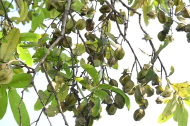 Ağaçtaki Terminalia Arjuna meyveleri. Terminalia cinsinden bir ağaç. İngilizce 'de Arjuna ya da Arjun ağacı olarak bilinir. Geleneksel bir tıbbi bitki olarak kullanılır..