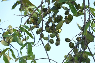 Ağaçtaki Terminalia Arjuna meyveleri. Terminalia cinsinden bir ağaç. İngilizce 'de Arjuna ya da Arjun ağacı olarak bilinir. Geleneksel bir tıbbi bitki olarak kullanılır..
