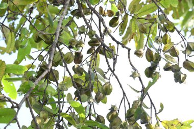 Ağaçtaki Terminalia Arjuna meyveleri. Terminalia cinsinden bir ağaç. İngilizce 'de Arjuna ya da Arjun ağacı olarak bilinir. Geleneksel bir tıbbi bitki olarak kullanılır..