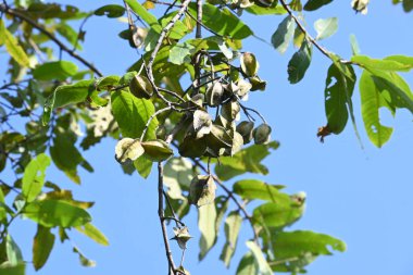 Ağaçtaki Terminalia Arjuna meyveleri. Terminalia cinsinden bir ağaç. İngilizce 'de Arjuna ya da Arjun ağacı olarak bilinir. Geleneksel bir tıbbi bitki olarak kullanılır..