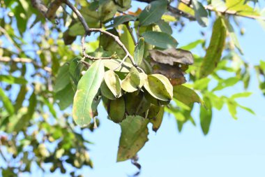 Ağaçtaki Terminalia Arjuna meyveleri. Terminalia cinsinden bir ağaç. İngilizce 'de Arjuna ya da Arjun ağacı olarak bilinir. Geleneksel bir tıbbi bitki olarak kullanılır..