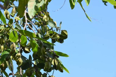 Ağaçtaki Terminalia Arjuna meyveleri. Terminalia cinsinden bir ağaç. İngilizce 'de Arjuna ya da Arjun ağacı olarak bilinir. Geleneksel bir tıbbi bitki olarak kullanılır..