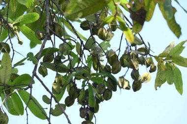 Ağaçtaki Terminalia Arjuna meyveleri. Terminalia cinsinden bir ağaç. İngilizce 'de Arjuna ya da Arjun ağacı olarak bilinir. Geleneksel bir tıbbi bitki olarak kullanılır..