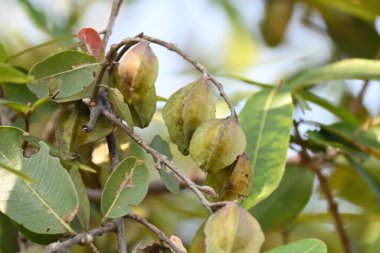 Ağaçtaki Terminalia Arjuna meyveleri. Terminalia cinsinden bir ağaç. İngilizce 'de Arjuna ya da Arjun ağacı olarak bilinir. Geleneksel bir tıbbi bitki olarak kullanılır..