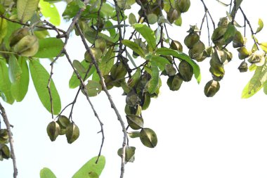 Ağaçtaki Terminalia Arjuna meyveleri. Terminalia cinsinden bir ağaç. İngilizce 'de Arjuna ya da Arjun ağacı olarak bilinir. Geleneksel bir tıbbi bitki olarak kullanılır..