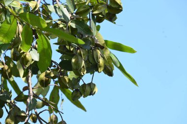 Ağaçtaki Terminalia Arjuna meyveleri. Terminalia cinsinden bir ağaç. İngilizce 'de Arjuna ya da Arjun ağacı olarak bilinir. Geleneksel bir tıbbi bitki olarak kullanılır..