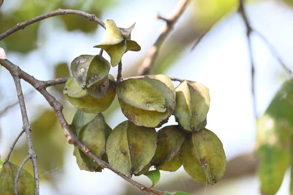 Ağaçtaki Terminalia Arjuna meyveleri. Terminalia cinsinden bir ağaç. İngilizce 'de Arjuna ya da Arjun ağacı olarak bilinir. Geleneksel bir tıbbi bitki olarak kullanılır..