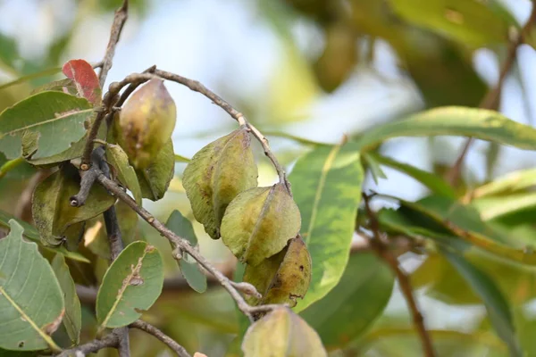Ağaçtaki Terminalia Arjuna meyveleri. Terminalia cinsinden bir ağaç. İngilizce 'de Arjuna ya da Arjun ağacı olarak bilinir. Geleneksel bir tıbbi bitki olarak kullanılır..